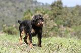 JAGDTERRIER ALLEMAND 020